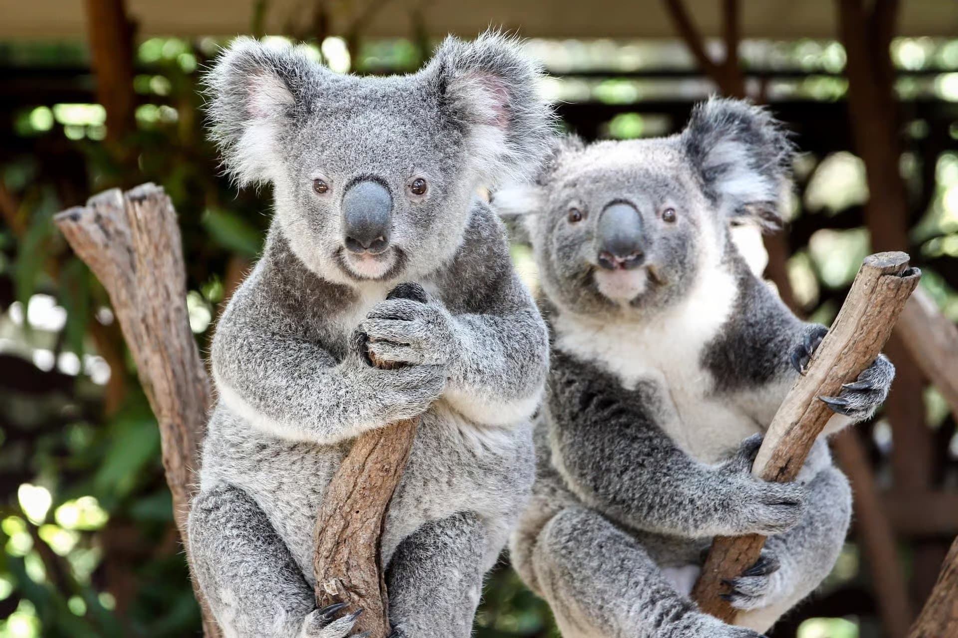 Lone Pine Koala Sanctuary Entry Tickets