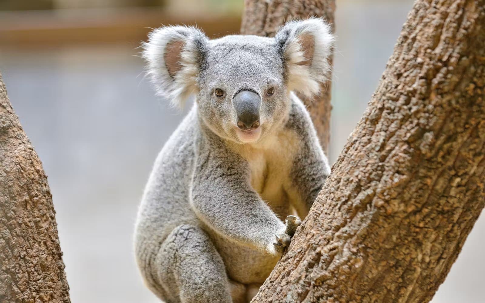 WILD LIFE Sydney Zoo Entry Tickets
